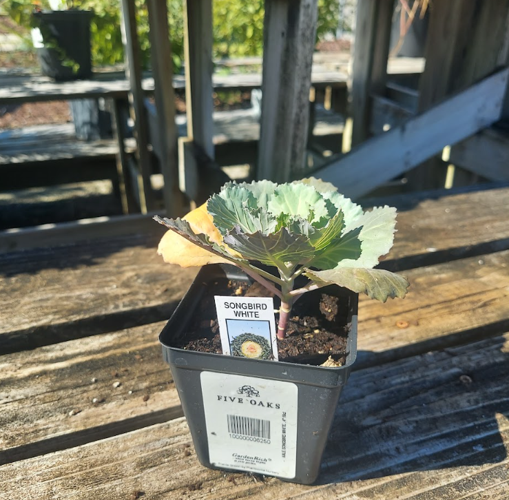 4" KALE SONGBIRD WHITE .