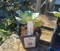 4" KALE SONGBIRD MIX .