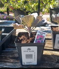 4" KALE SONGBIRD PINK .