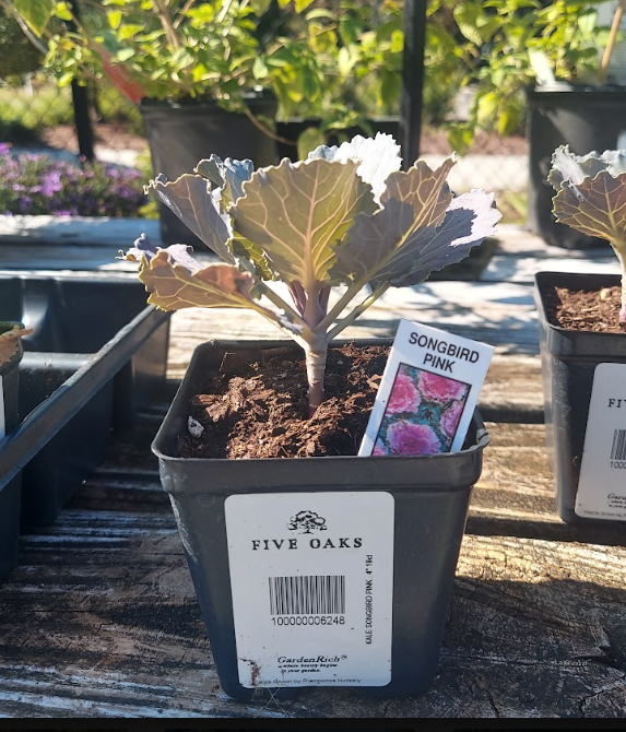 4" KALE SONGBIRD PINK .