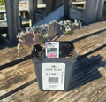 4" KALE NAGOYA ROSE .