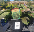 1 GALLON SOLIDAGO FIREWORKS (GOLD)