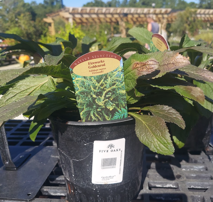 1 GALLON SOLIDAGO FIREWORKS (GOLD)
