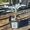 4" DUSTY MILLER SILVERDUST .