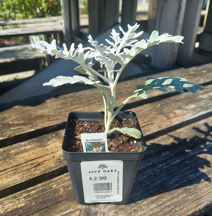 4" DUSTY MILLER SILVERDUST .