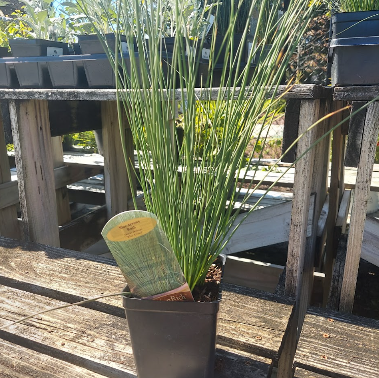 1Qt Juncus Blue Arrows