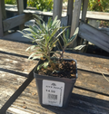 4" ERYSIMUM BRIGHTSIDE MAGENTA GLOW