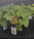 1 GAL HEUCHERA LEMON LOVE