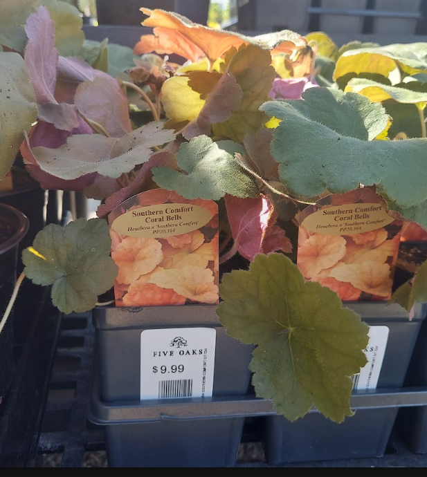 1 QT HEUCHERA SOUTHERN COMFORT