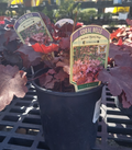 1G Heuchera 'Magma'