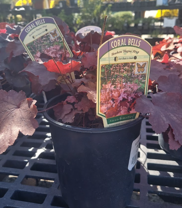 1G Heuchera 'Magma'