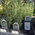 4" LAVENDER (ENGLISH) SUPER BLUE