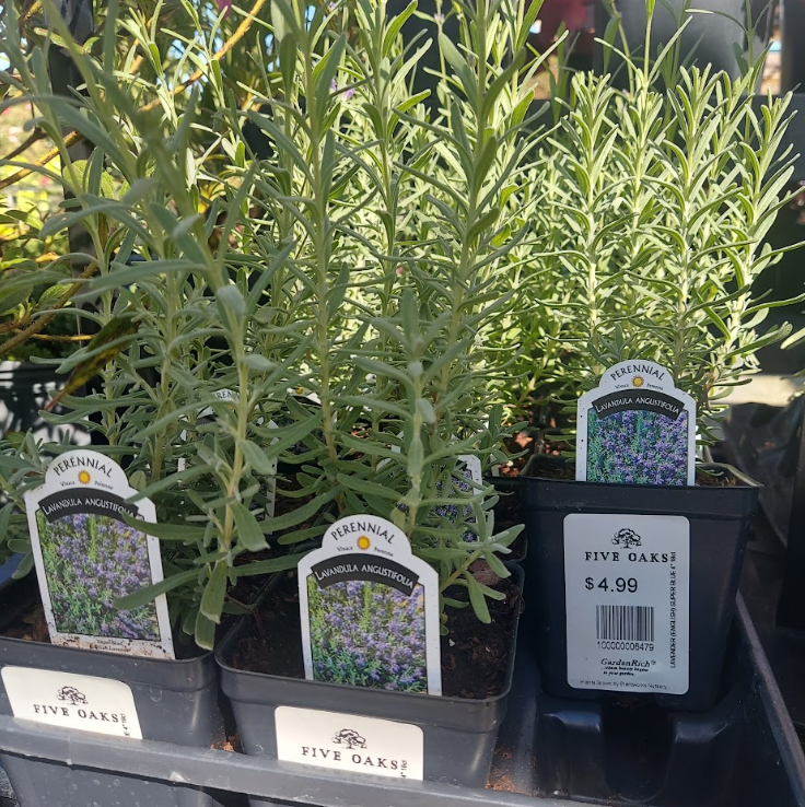 4" LAVENDER (ENGLISH) SUPER BLUE