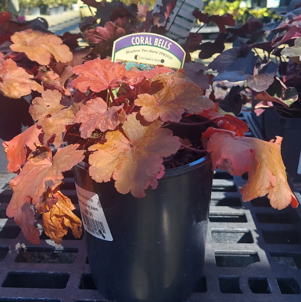1G Heuchera 'Fire Alarm' PP24525