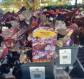 1 QT HEUCHERA MIDNIGHT ROSE