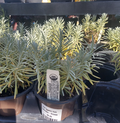 4.5" Organic HERB Lavender Grosso