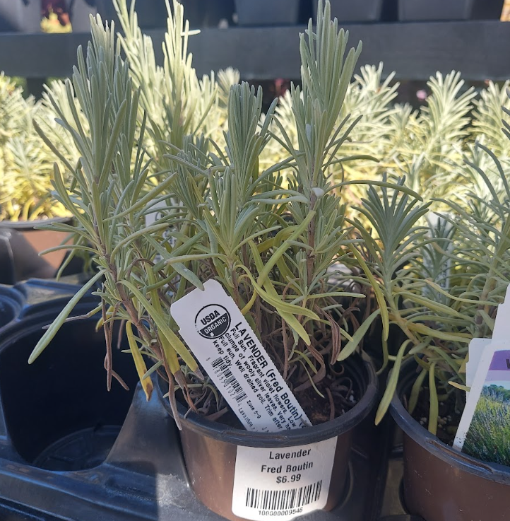 4.5" LAVENDER FRED BOUTIN