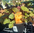 1 GAL HEUCHERA SOUTHERN COMFORT