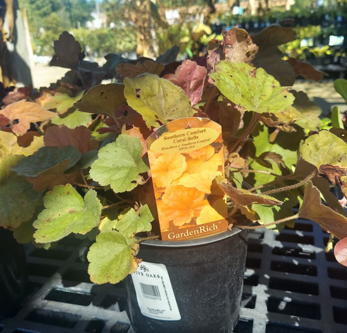 1 GAL HEUCHERA SOUTHERN COMFORT