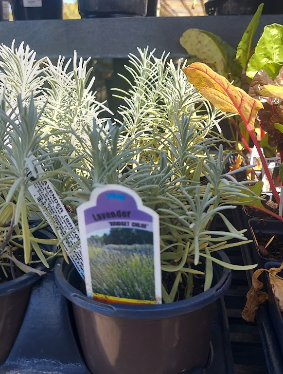4.5" Lavender Bridget Chloe