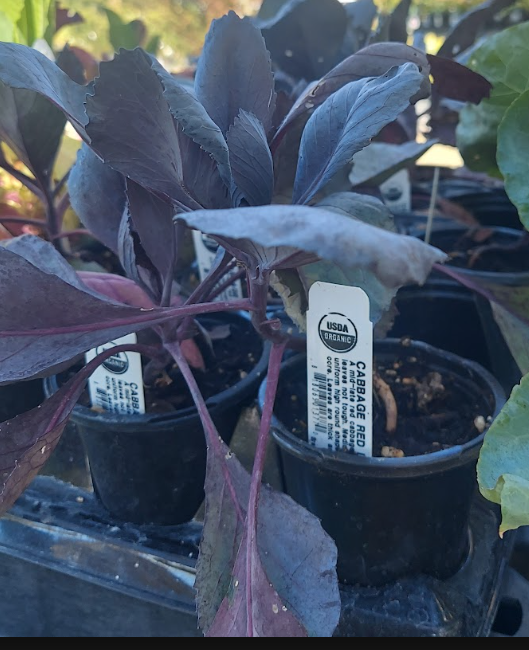 Cabbage Red Integro QT
