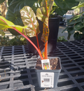 4" SWISS CHARD BRIGHT LIGHTS .