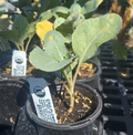 4" Organic Veg Cauliflower Skywalker