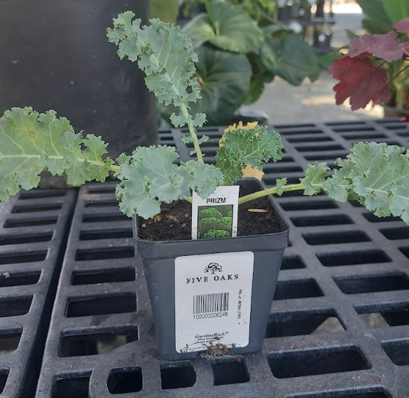 4" KALE PRIZM .