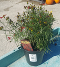 1 GAL COREOPSIS SIZZLE & SPICE HOT PAPRIKA (RED)