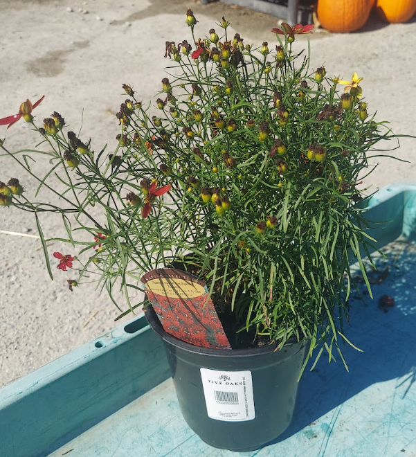 1 GAL COREOPSIS SIZZLE & SPICE HOT PAPRIKA (RED)