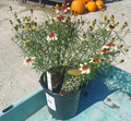 1 GAL COREOPSIS SIZZLE & SPICE RED HOT VANILLA (CREAM W/ RED)