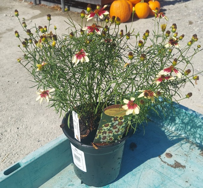1 GAL COREOPSIS SIZZLE & SPICE RED HOT VANILLA (CREAM W/ RED)