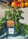1 QT ECHINACEA SOMBRERO TRES AMIGOS (PINK, ROSE, & MAGENTA)