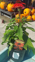 1 GAL ECHINACEA SOMBRERO TRES AMIGOS (PINK, ROSE, & MAGENTA)