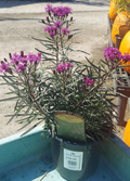 1 GAL VERNONIA SUMMER SWAN SONG (PURPLE)