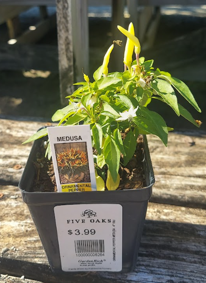 4" ORNAMENTAL PEPPER MEDUSA .