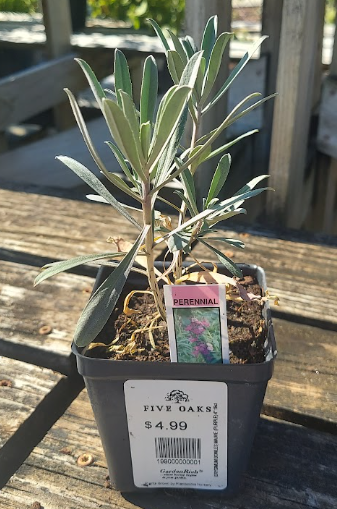 4" ERYSIMUM BOWLES MAUVE (PURPLE)