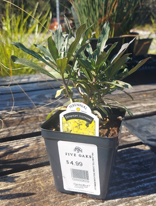 4" ERYSIMUM BRIGHTSIDE BRIGHT YELLOW