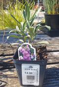 4" ERYSIMUM BRIGHTSIDE PURPLE GLOW