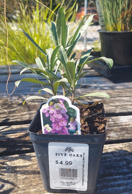 4" ERYSIMUM BRIGHTSIDE PURPLE GLOW