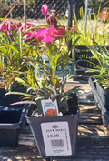 4" Dianthus Coronet Cherry Red