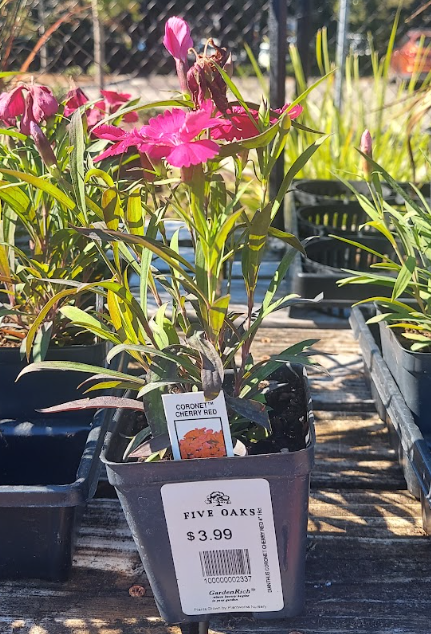 4" Dianthus Coronet Cherry Red