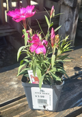 4" Dianthus Coronet Mix