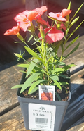 4" Dianthus Coronet Salmon Red Eye