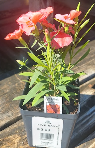 4" Dianthus Coronet Salmon Red Eye