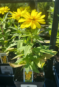 4" ZINNIA ZYDECO DEEP YELLOW