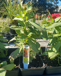 4" ZINNIA ZYDECO FIRE