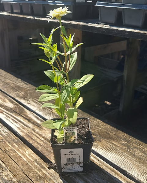 4" ZINNIA ZYDECO WHITE