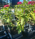 4" ZINNIA ZYDECO CHERRY
