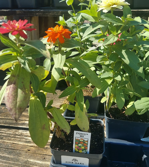4" ZINNIA ZYDECO MIX